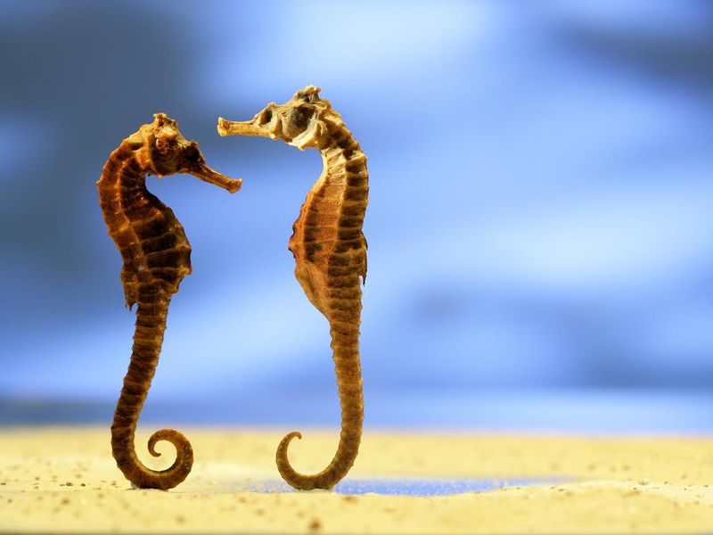 Two seahorses