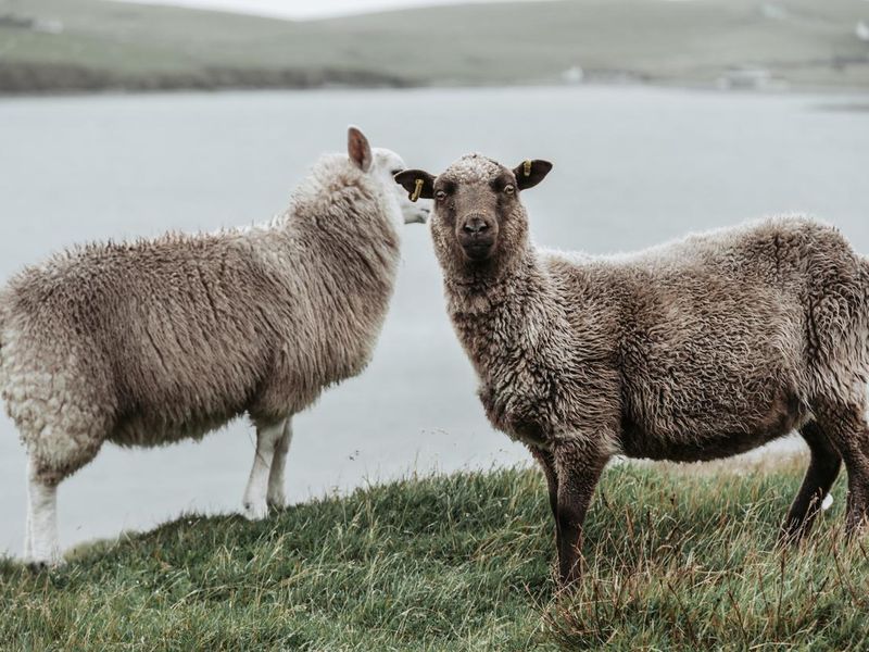 Two sheep grazing in a Shetland pasture on a cloudy day
