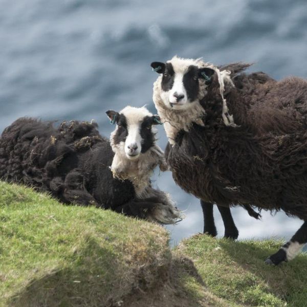 These rather ragged pair of sheep were spotted on a remote hill top at Fitful Head on Shetland at the south end of the island in MAy