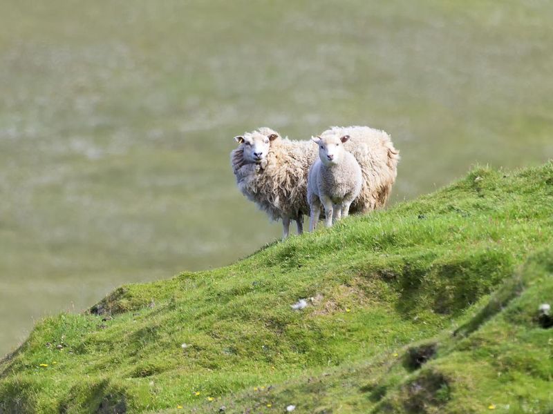 Two sheep on the edge of a cliff with short grass of Shetland Islands