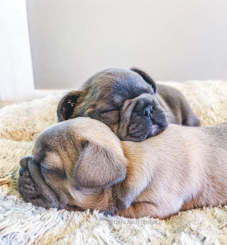 Two sleeping French bulldogs