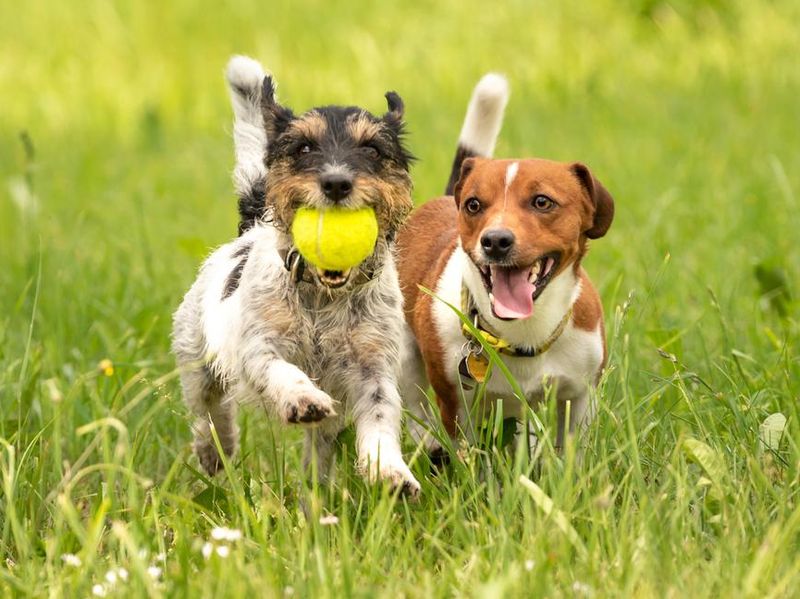 Two small Jack Russell Terrier are running and playing together in the meadow with a ball