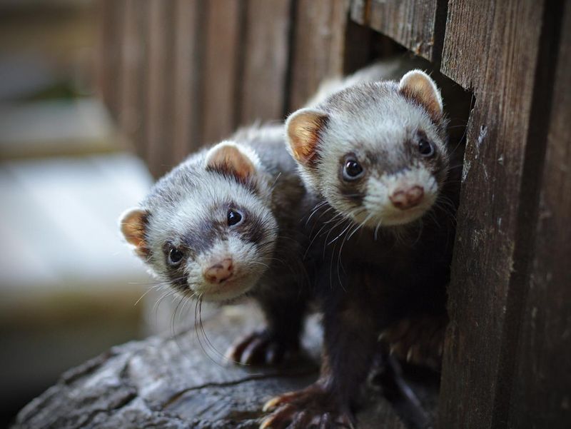 Two smelly ferrets looking out of their wooden house