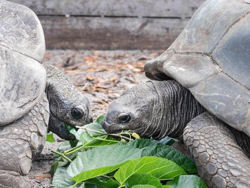 Two tortoises eating