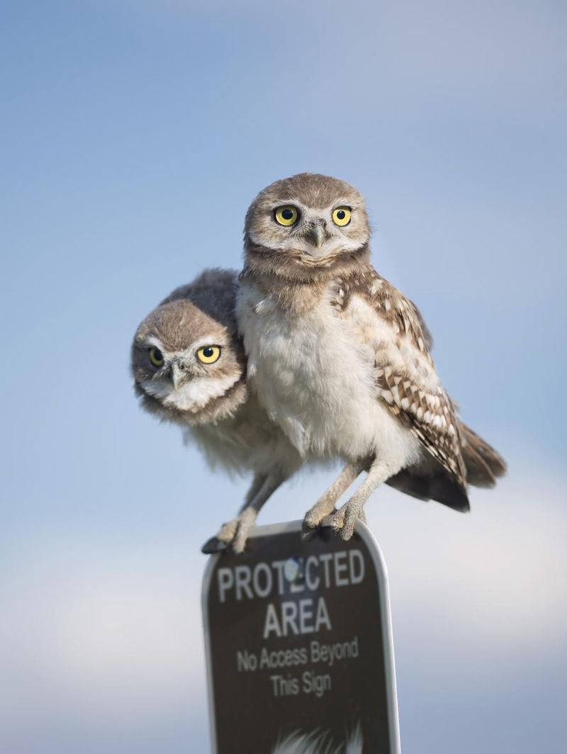Two young burrowing owls on top of a protected area sign