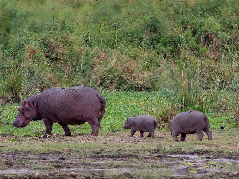 Two young hippopotamuses following their mother