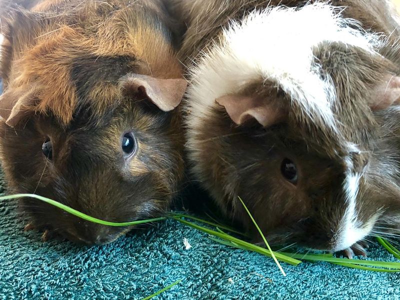 Two young tortoise shell Abyssinian guinea pigs