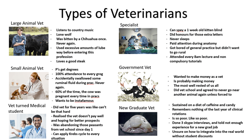 Types of veterinarians