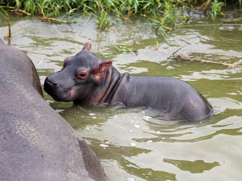 Uganda: Mother and Baby Hippo
