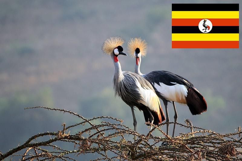 Ugandan birds