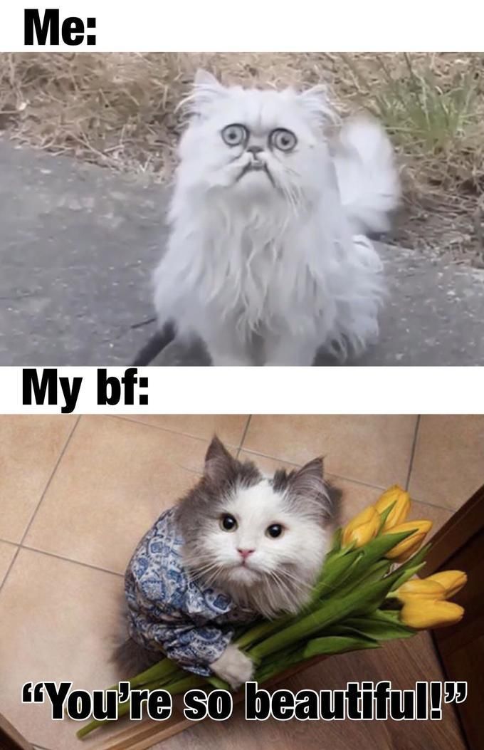 Ugly cat and  handsome cat with flower bouquet