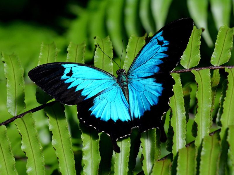 Ulysses Swallowtail butterfly