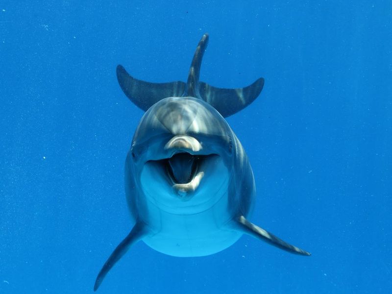 Underwater view of a playful bottlenose dolphin