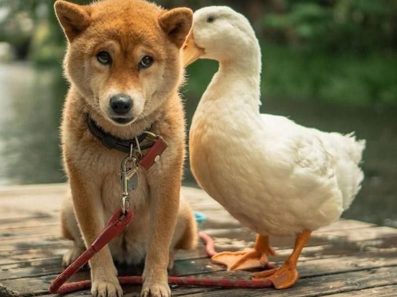 101 Adorable Photos of Unlikely Animal Friends | Always Pets