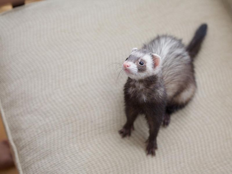 Upset ferret on a chair