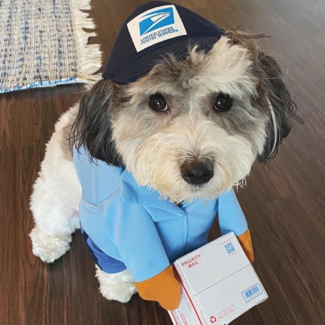 u.s. mail carrier dog costume