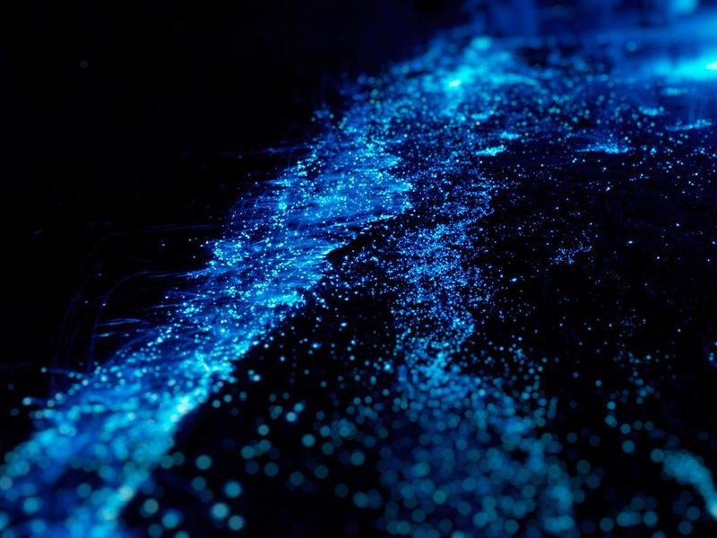 Vadoo Island bioluminescence