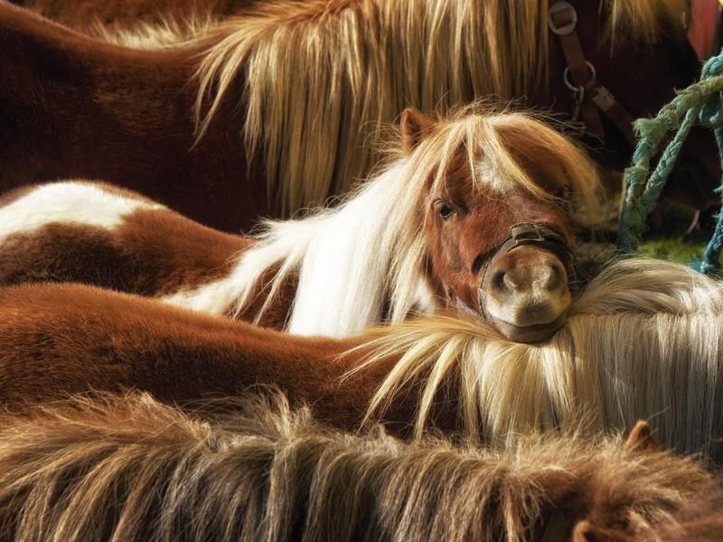 Value of a Shetland Pony