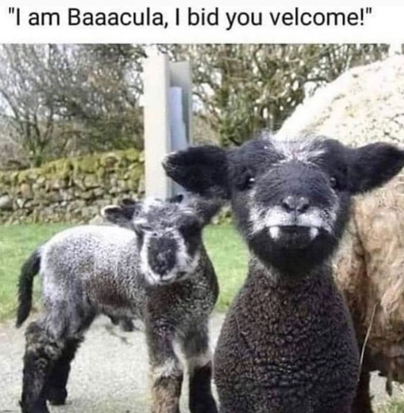 Vampire sheep meme