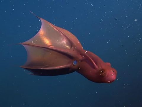Extraordinary Sea Creatures You Have to See to Believe | Far & Wide
