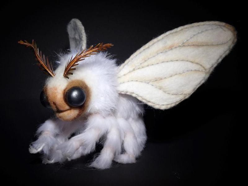 Venezuelan Poodle Moth
