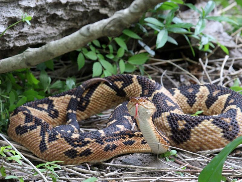 Venomous Bushmaster Snake (Lachesis muta) in Rainforest