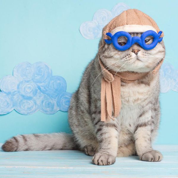 These Cat Costumes Are Hilarious, Even If Your Cat Disagrees