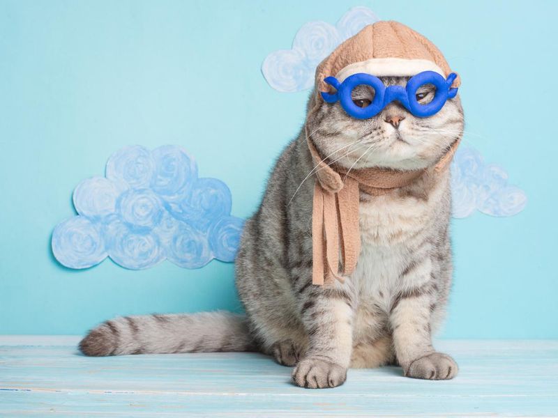 These Cat Costumes Are Hilarious, Even If Your Cat Disagrees | Always Pets