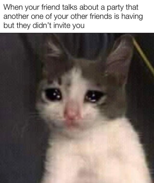 Very sad cat meme
