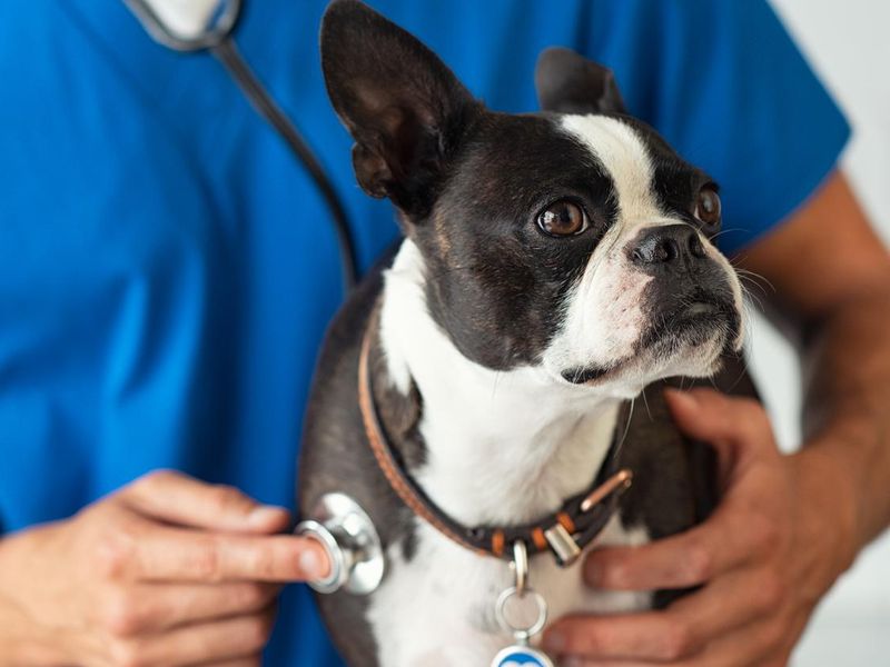 Vet examining little dog with stethoscope
