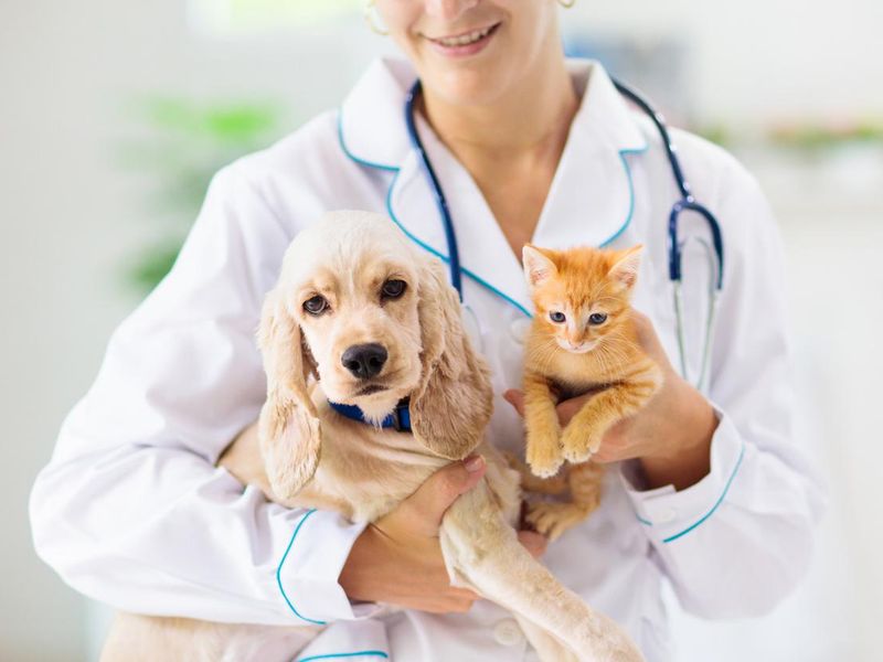 Vet with dog and cat