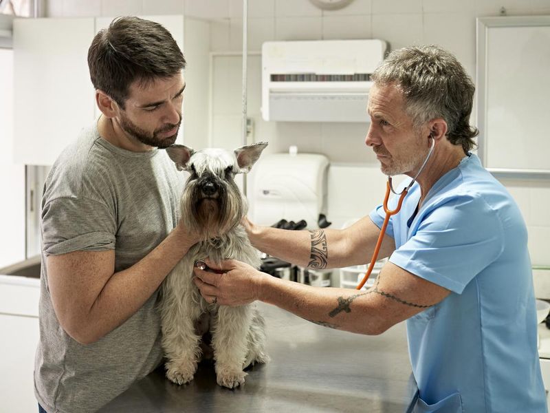 Veterinarian Listening to Heartbeat in Animal Hospital
