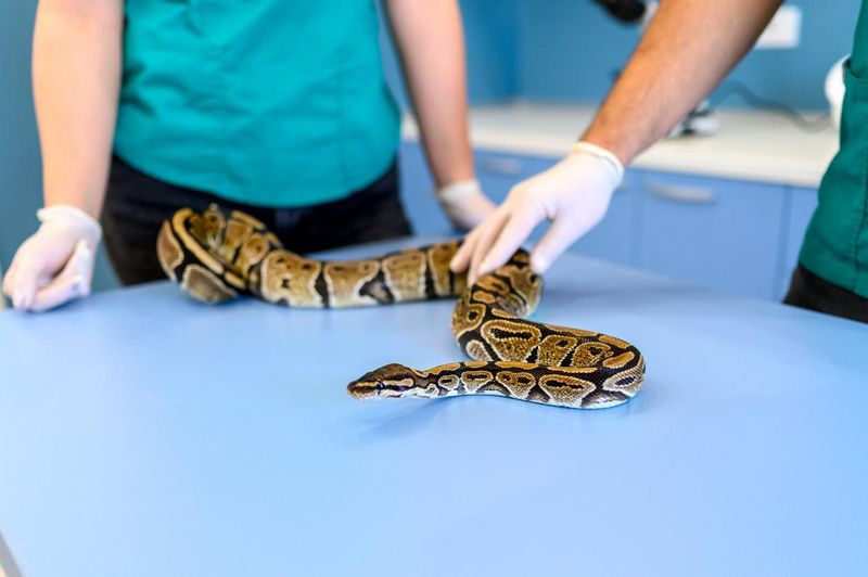 Veterinarian team examining python snake