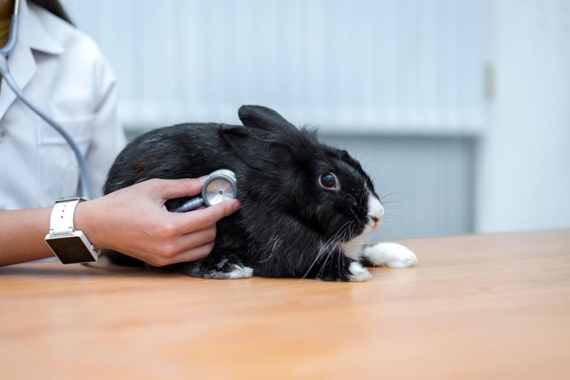 Veterinarian uses stethoscope to diagnose cute rabbit