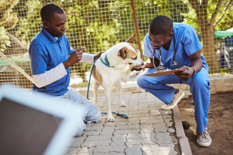 Veterinarians caring for dog at animal shelter