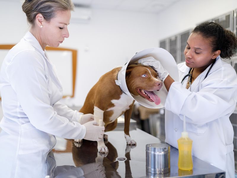 Veterinarians putting cone collar on pit bull and bandaging leg