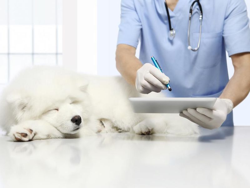 Veterinary examination using digital tablet