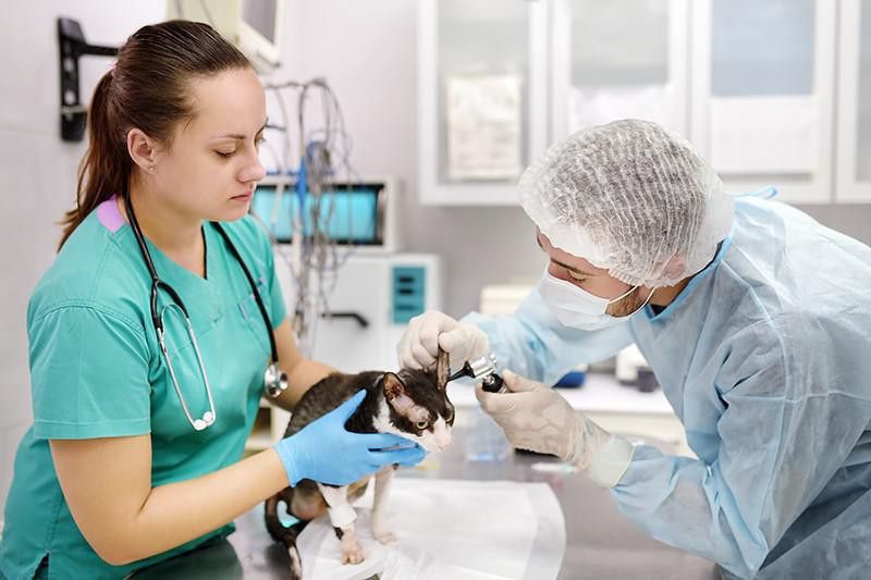 Veterinary technologists and technicians