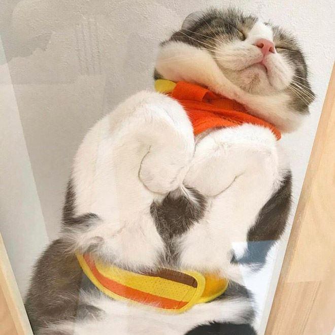 View of a cat sleeping on a glass table from below
