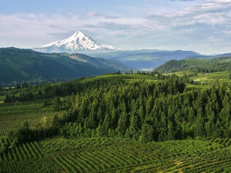 View of the Mount Hood, Oregon