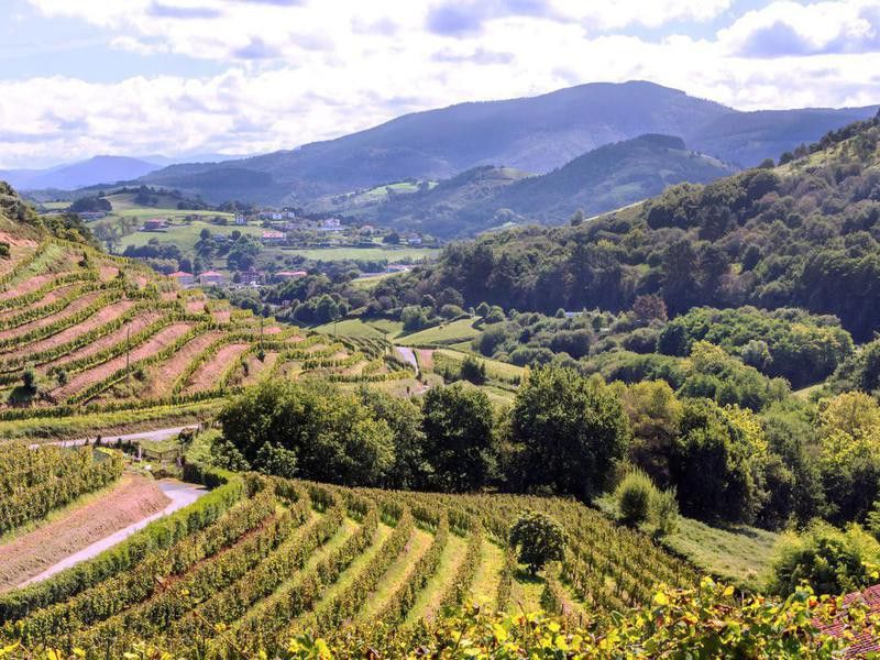 Vineyard in Basque Country