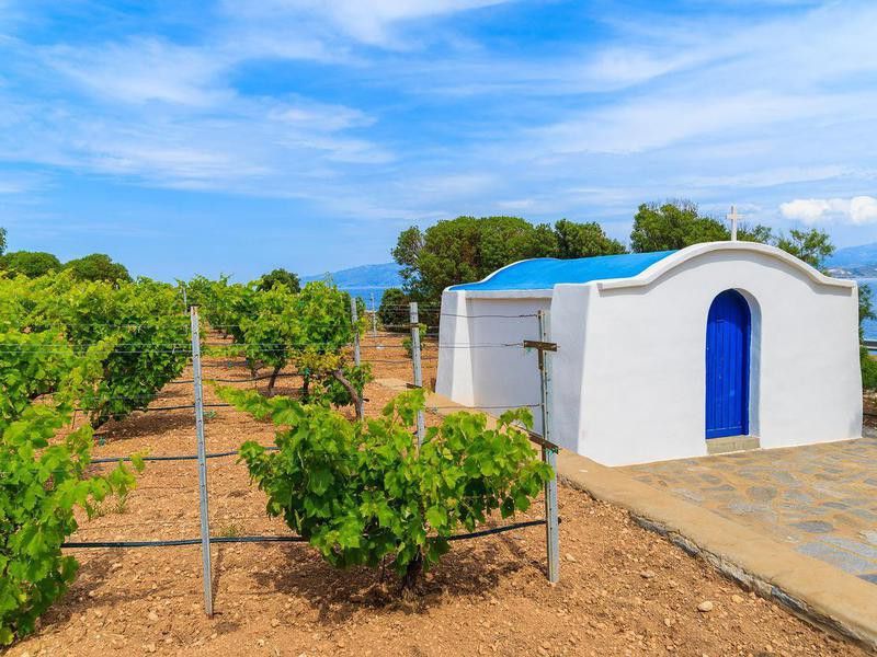 Vineyard in Paros island, Greece