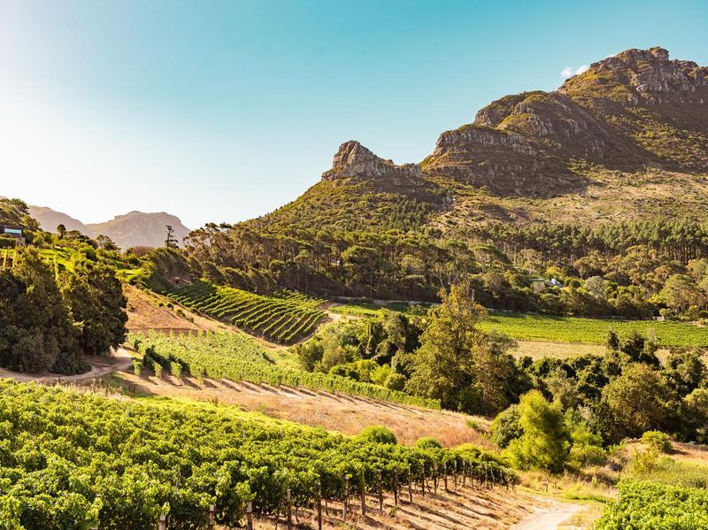 Vineyards in Constantia near Cape Town, South Africa