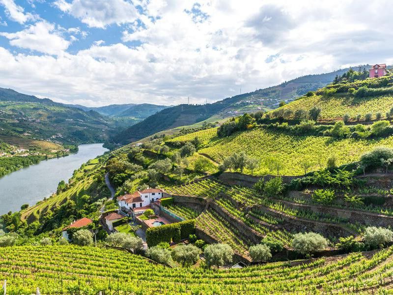 Vineyards of the Douro Valley in Portugal
