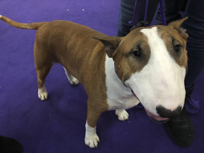 Vinny, a colored bull terrier, poses after winning his breed at the Westminster Kennel Club dog show in New York on Monday, Feb. 10, 2020
