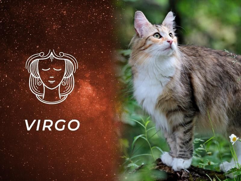 Virgo: Norwegian Forest Cat