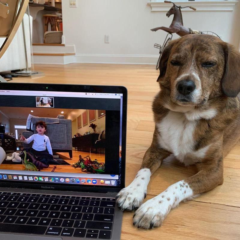 Virtual playdate and beagle