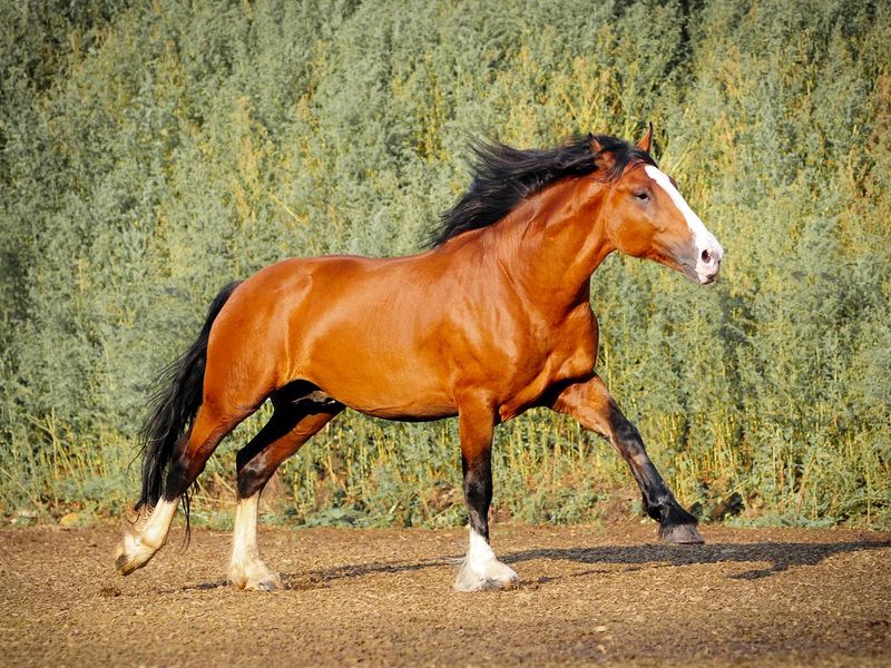 Vladimir Heavy Draft horse