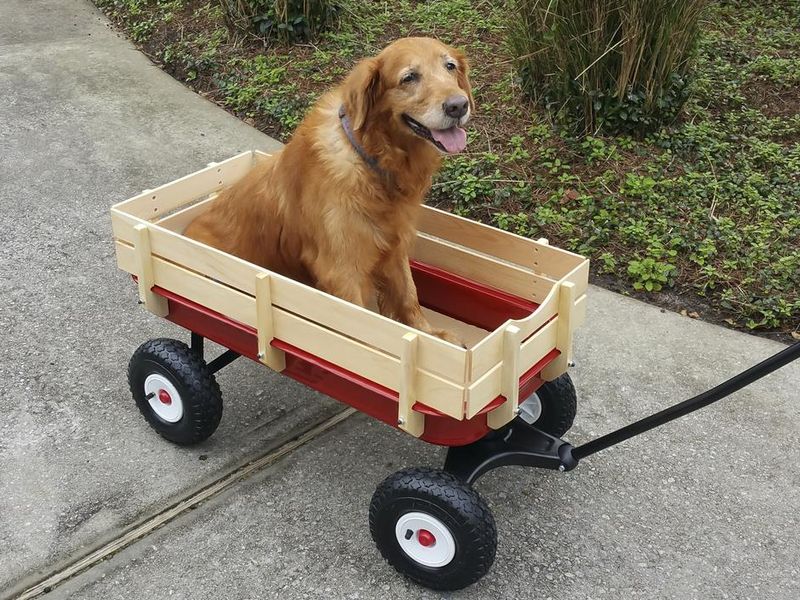 Wagon dog