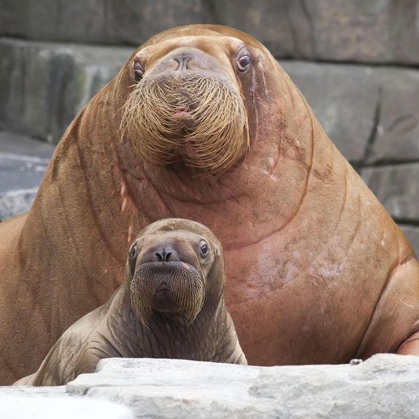 Fascinating Facts About Walruses
